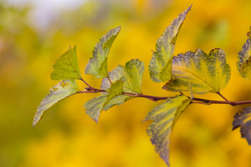 Yellow leafs