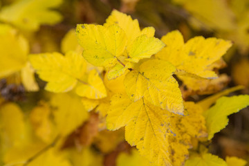 Yellow leaves