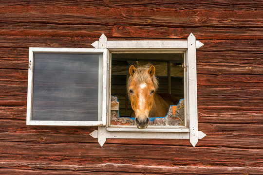 Horse sticks his head through a window and looks into the camera outdoors. Old window frame on red worn wooden barn wall.