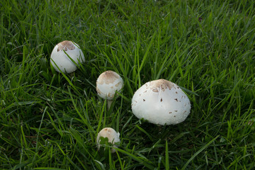 Mushrooms