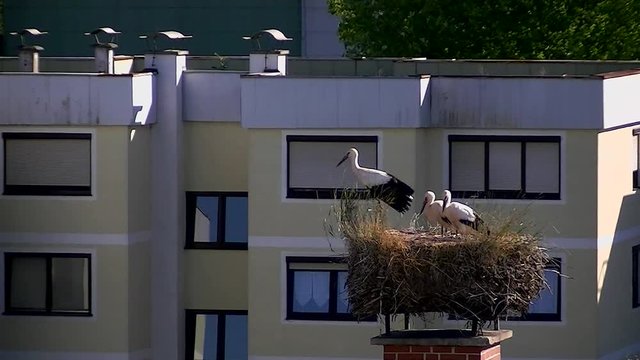 Ein junger Storch &uuml;bt das Fliegen im Nest vor seinen Geschwistern