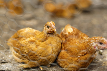 Chickens in a household somewhere in the country in Romania