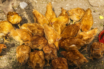 Chickens in a household somewhere in the country in Romania