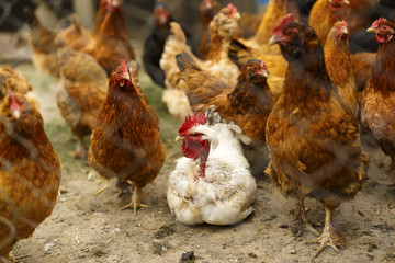 Chickens in a household somewhere in the country in Romania