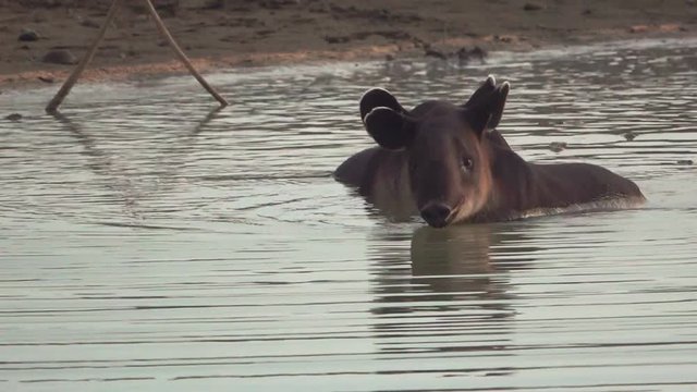Tapir baby and mom in a pond, Corcovado, Costa Rica
