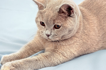 Little hunter and the rascal