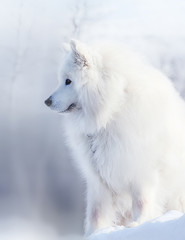 White long haired samoyed dog portrait on the blurred winter background