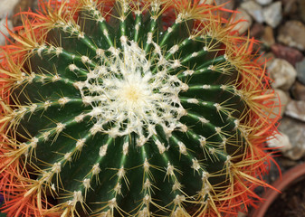 Naklejka na ściany i meble cactus with red needles