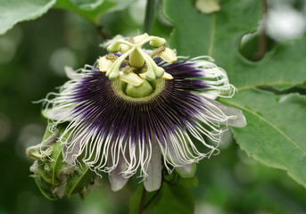 the miracle flower in a greenhouse