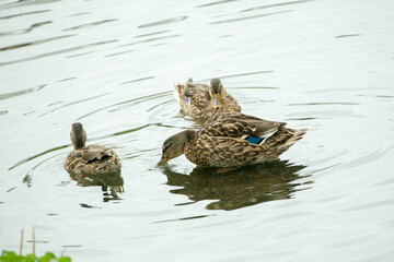 Ducks in the lake