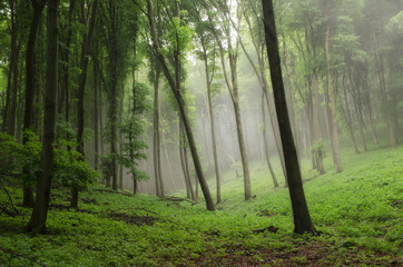 Obraz premium magnificent nature