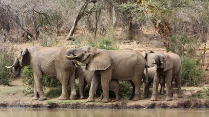 Obraz premium Elephant herd drinking