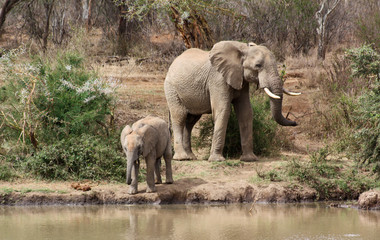 Female elephant and calf on the river bank