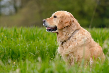 Golden Retriever liegt auf einer Wiese