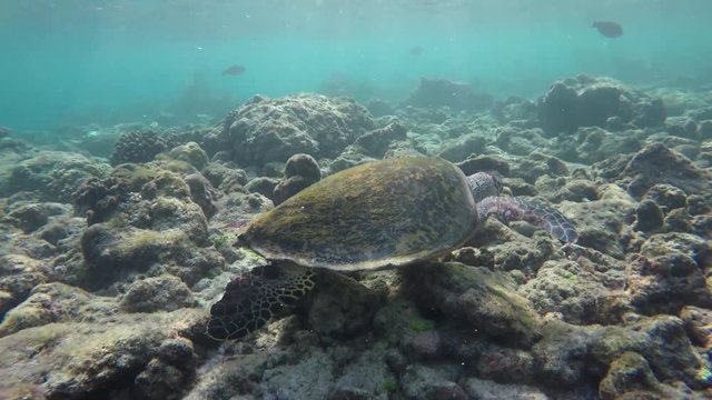 eine Schildkröte in einem Riff auf der Suche nach Futter