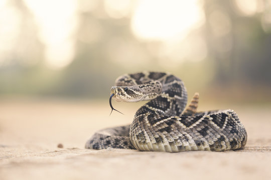 Eastern diamondback rattlesnake (Crotalus adamanteus) portrait in the wild - Powered by Adobe