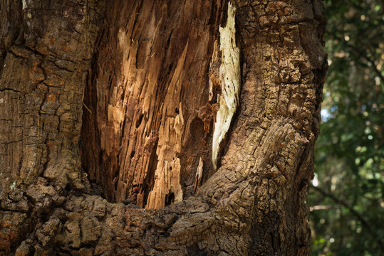 Close-up rotten wooden in deep forest