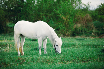 Naklejka na ściany i meble .A horse on the grass pony eats looks at the camera