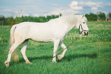 Obraz na płótnie Canvas .A horse on the grass pony eats looks at the camera