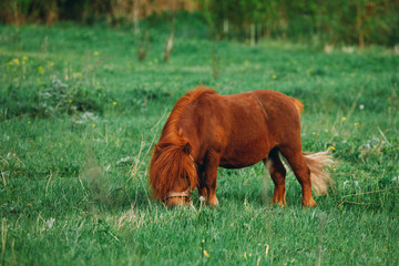 .A horse on the grass pony eats looks at the camera