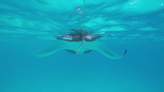 ein riesiger Manta (Manta Rochen) schwimmt direkt vor der Kamera