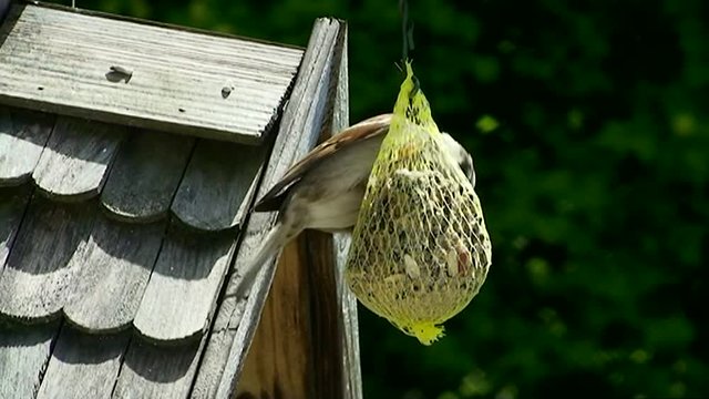 Spatz, Meisenkn&ouml;del und Vogelh&auml;uschen (Nahaufnahme)