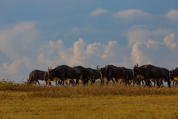 Walking Wildebeest during the Wildebeest Migration in the Serengeti, one of the Seven New Wonders of the World
