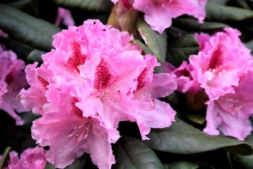 Close-up of a pink Rhododendron