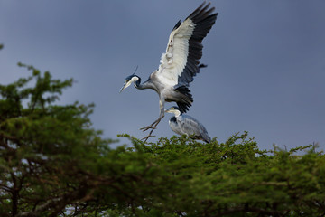 Black-headed Heron landing on a tree in Serengeti National Park, Tanzania