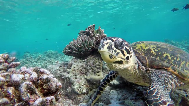 eine Schildkröte in einem Riff frisst Korallen