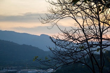 silhouette of dried tree over background of mountain