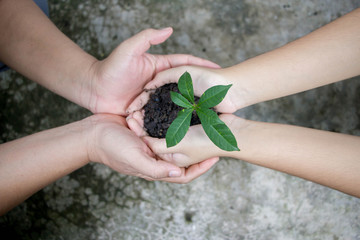 daughter  hands in dad hands holding green young plant on grungy cement texture background