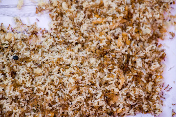 red ant with eggs