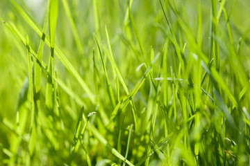 Background of green grass on a summer day