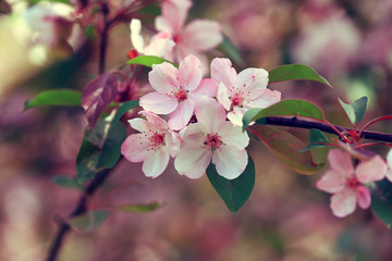 Vintage blossoming orchard. Branches with cherry flowers