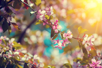 Vintage blossoming orchard. Branches with cherry flowers at sunset. 