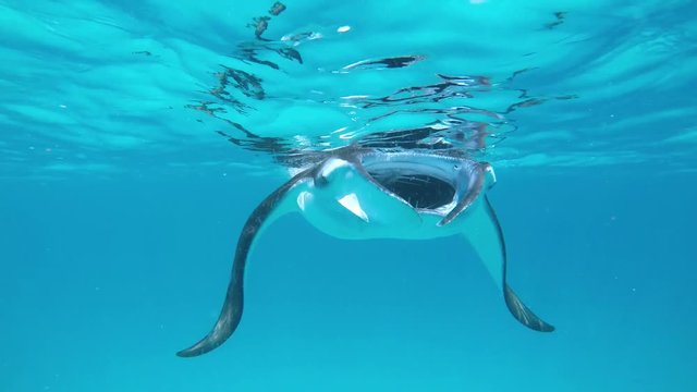 ein gro&szlig;er Manta schwimmt mit offenem Maul auf mich zu
