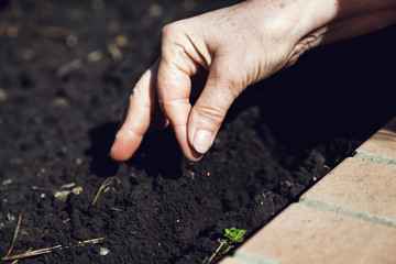 Hand women sows seeds in ground close-up
