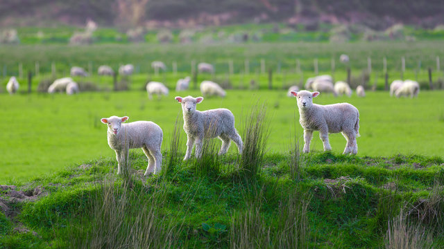 Schafweide bei Marokopa in Neuseeland (New Zealand)