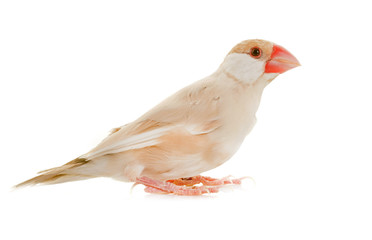 Java sparrow in studio