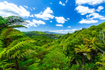 Fototapeta na wymiar Waimangu Volcanic Valley in Neuseeland (New Zealand)