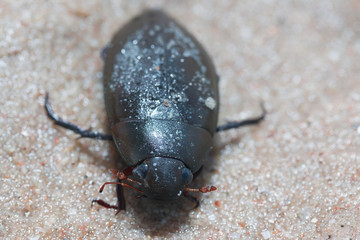 Black beetle insect On sandy beach
