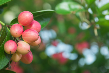 Carunda or Karonda ,Tropical Fruits from Thailand and Southeast Asia

