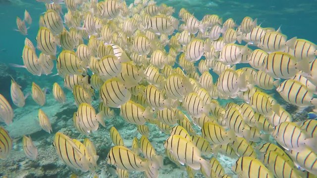 durch einen gro&szlig;en Schwarm Fische hindurch schwimmen
