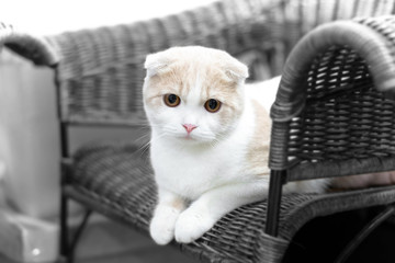 Portrait of a surprised cat Scottish Fold Straight,  Cat sleeping on ground And pondering the past stories in life, Cute cat sleeps,Scottish Fold.