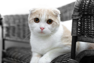 Portrait of a surprised cat Scottish Fold Straight,  Cat sleeping on ground And pondering the past stories in life, Cute cat sleeps,Scottish Fold.