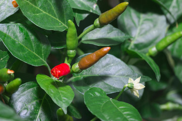 Peppers tree from Thailand garden