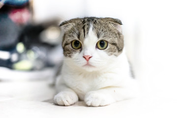 White and grey cat animal Scottish Fold cute cat sweet, Close up. Yellow eyed Cat.