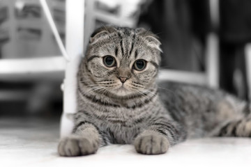 Portrait of brown-eyed cat isolated on the floor,  Cat sleeping on the ground And pondering the past stories in life, the Cute cat sleeps, Scottish Fold.