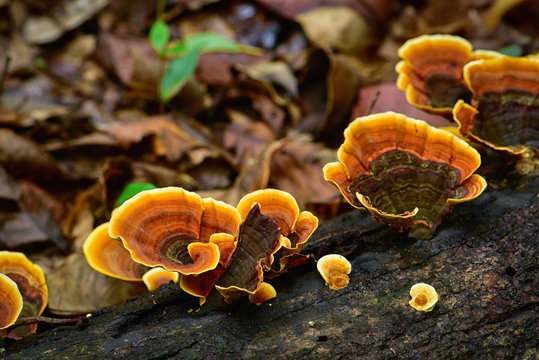 Ganoderma mushroom on driftwood in nature